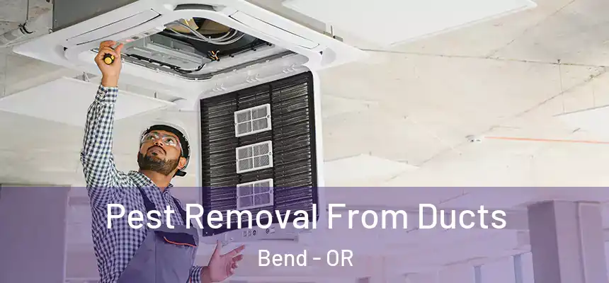 Pest Removal From Ducts Bend - OR